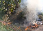 Lahan Perhutani di Kaki Gunung Cikuray Terbakar, Api Berhasil Dilokalisir