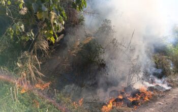 Lahan Perhutani di Kaki Gunung Cikuray Terbakar, Api Berhasil Dilokalisir