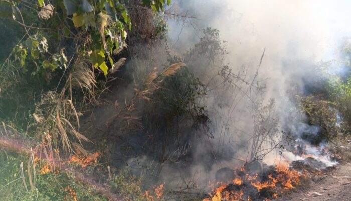 Lahan Perhutani di Kaki Gunung Cikuray Terbakar, Api Berhasil Dilokalisir