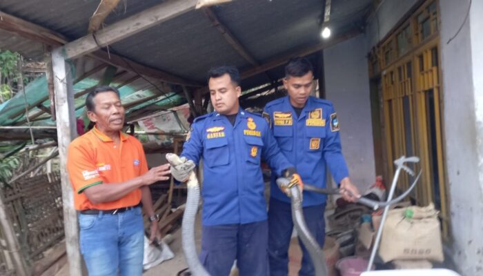 Dua King Kobra 3 Meter Resahkan Warga Limbangan Garut, Damkar Bergerak dalam 10 Menit