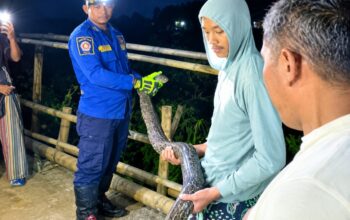 Raja Ular di Plafon Cihanjuang: Tim Damkar Garut Evakuasi King Kobra 5 Meter