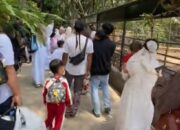 Geger Monyet Lepas di Taman Satwa Cikembulan: Anak TK Berlarian, Turis Asing Diduga Digigit