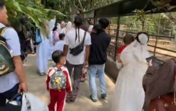 Geger Monyet Lepas di Taman Satwa Cikembulan: Anak TK Berlarian, Turis Asing Diduga Digigit