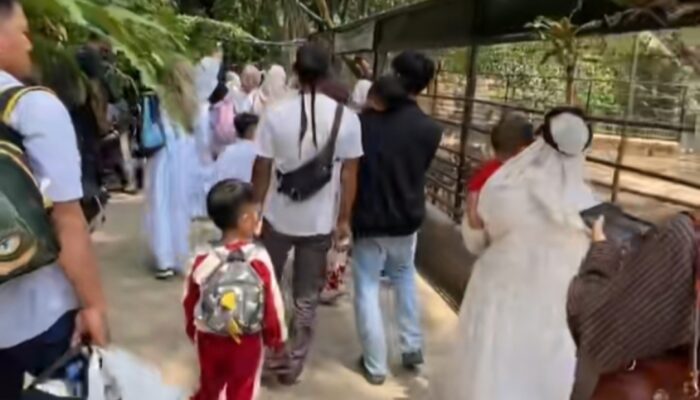 Geger Monyet Lepas di Taman Satwa Cikembulan: Anak TK Berlarian, Turis Asing Diduga Digigit